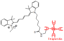 Cy5標(biāo)記鏈霉親和素