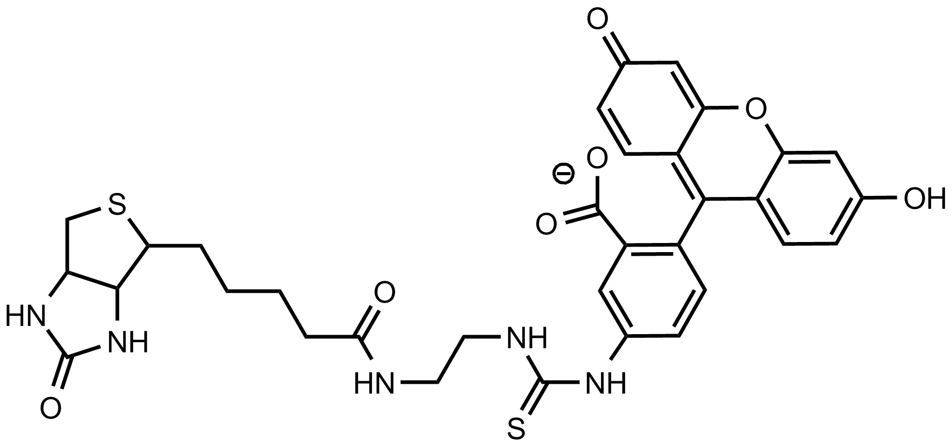 熒光素異硫氰酸酯標(biāo)記生物素